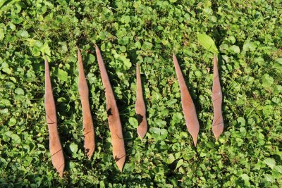Wisteria floribunda - visterie květnantá - zralé plody